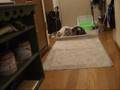 catラグドールの子猫&アメショーの追いかけっこ #2
