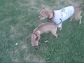 a lil some thing of abrams and brad lee playing around. as you can see abrams likes to be chased and loves to tease.