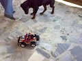 Yavru Rottweiler bobo video