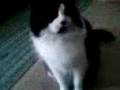 videos de Cat bites back
