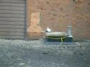 The pigeons nextdoor