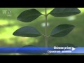 Chinese privet (Ligustrum sinense)