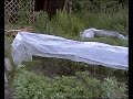 профилактика фитофторы, открытый грунт помидоры