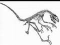 A Tribute to Dromaeosaurids