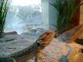 Bearded Dragon Eats Pinky and some crickets!!!!