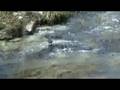 Dipper on the River Marteg