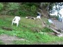 The human velociraptor!