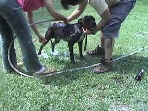 3 pitbulls