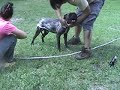 PART 3- THE BATH  - PITBULL DOG RESCUED Irish Staffordshire