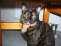 videos de Haustiere 3