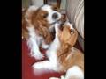 Zoe & friends