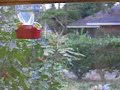 Mystery Archilochus hummingbird