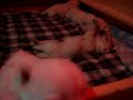 Westie Puppies exporing the world Westie Puppies exporing the world