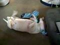 Noisy bull terrier rolling on his back