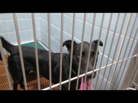how to isolate a dog with kennel cough