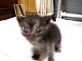 子猫　鳴く虎太郎　生後3週間