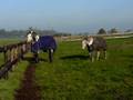 koekie en smoover