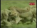 أسود ونمور تطارد فرائسها