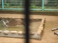Capybaras Play Fighting Part2