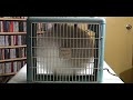 Wizard Deluxe 12\" Box Fan