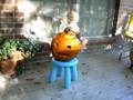 Dash, Jack-o-lantern, and Atticus