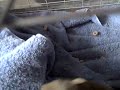 Squirrel In my Shirt pt 3 Squirrel In my Shirt pt 3