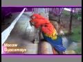 Macaws In Panama
