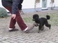 Caniche video