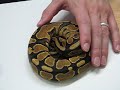 Yellowbelly Piebald Ball Python! - AKA Pumpkin Pied Yellowbelly Piebald Ball Python! - AKA Pumpkin Pied