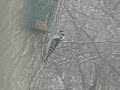Mrs. Downy Woodpecker