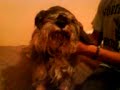 follow the flow   epik high feat my dog  lukas  :p