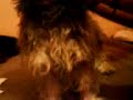 follow the flow   epik high feat my dog  lukas  :p