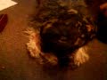 follow the flow   epik high feat my dog  lukas  :p