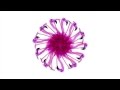 Suarez Souffle De Délire Official Music Video and Lyrics