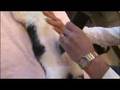How to Trim a Cat