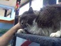 videos de Zodi needs a home.  Adopt him!