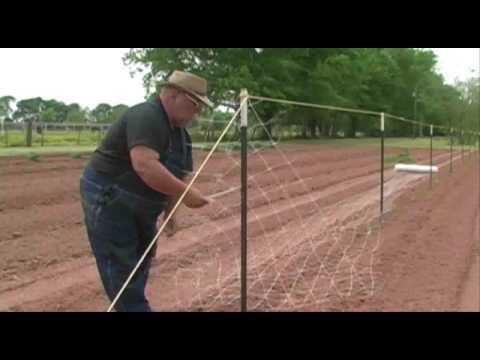 how to fertilize pole beans