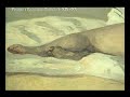 Arthur RIMBAUD niño POETA en el infierno Arthur RIMBAUD niño POETA en el infierno