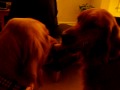 Epic Battle Dogs.AVI