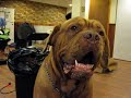 Dogue De Bordeaux Vs Air Compressor