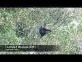 Lion-Tailed Macaque (Macaca silenus)