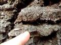 Nuctenea umbratica or 'Dentyback spider'