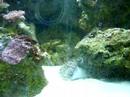 My Aquarium