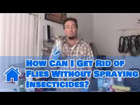 how to get rid flies