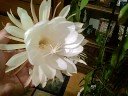 Night Blooming-Ceresus Night 4