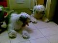 bonzo-old english sheepdog indonesia