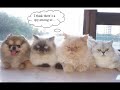 Funny Cats Pt 2 - roflcats.com