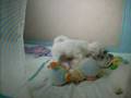 CACHORROS DE PERLA Y MILOU -5-