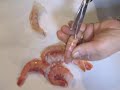 PULIAMO E SGUSCIAMO I GAMBERI....OLE\ PULIAMO E SGUSCIAMO I GAMBERI....OLE\