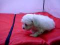 videos de Bichon Maltes Macho COV REF:118